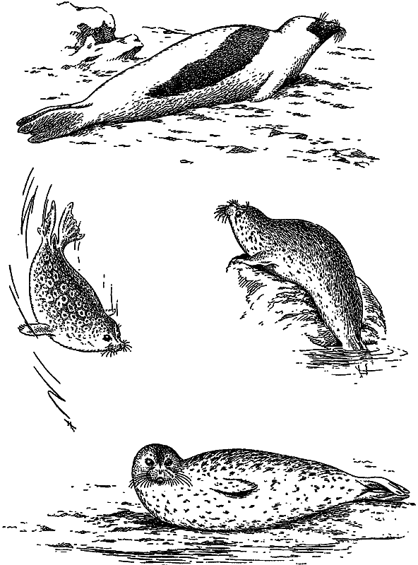 Жизнь моря - i_079.png