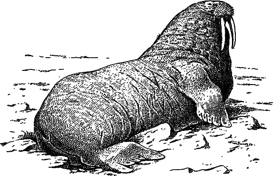 Жизнь моря - i_080.png