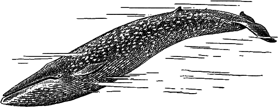 Жизнь моря - i_083.png