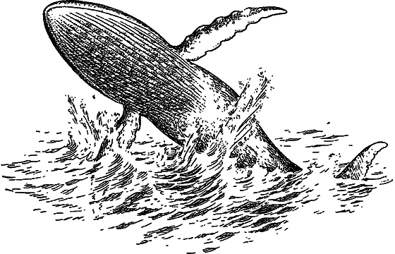 Жизнь моря - i_085.png