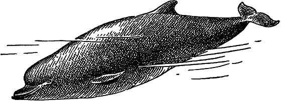 Жизнь моря - i_088.png