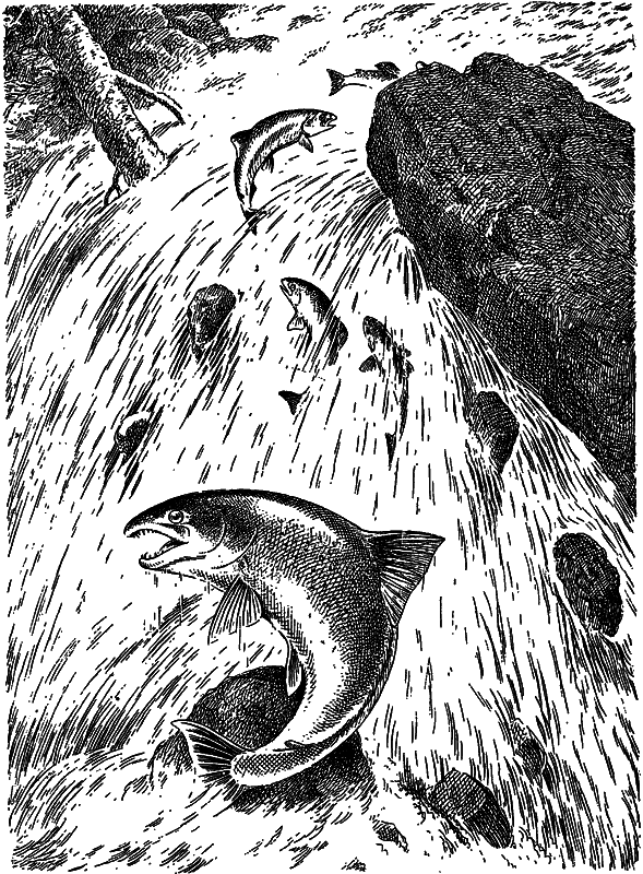 Жизнь моря - i_101.png