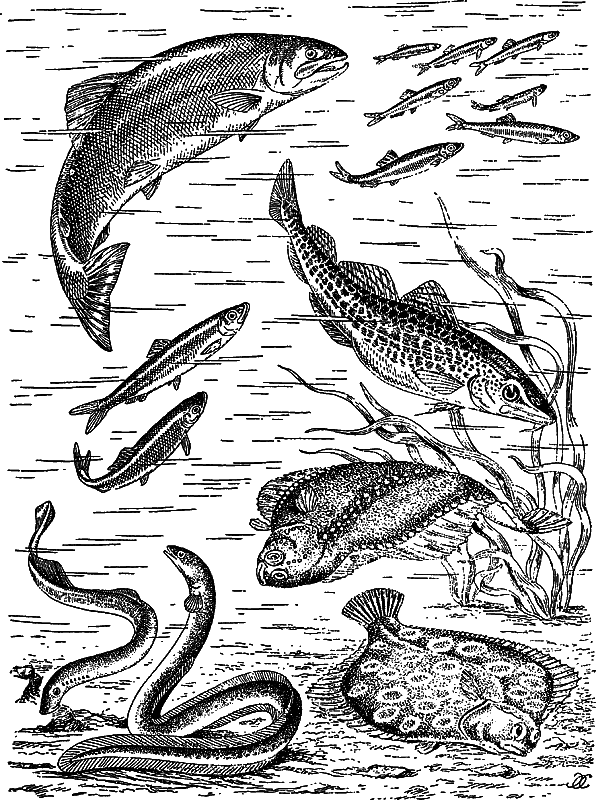 Жизнь моря - i_121.png