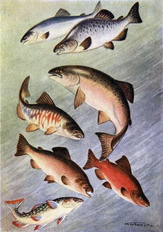 Жизнь моря - i_128.jpg