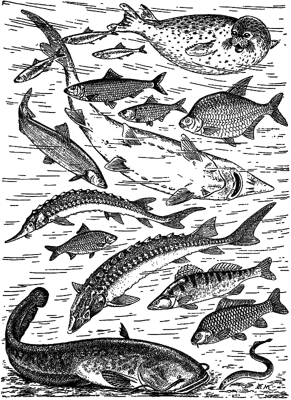 Жизнь моря - i_135.png