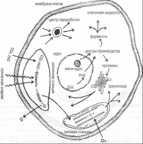 Паутина жизни. Новое научное понимание живых систем - doc2fb_image_0200002B.jpg