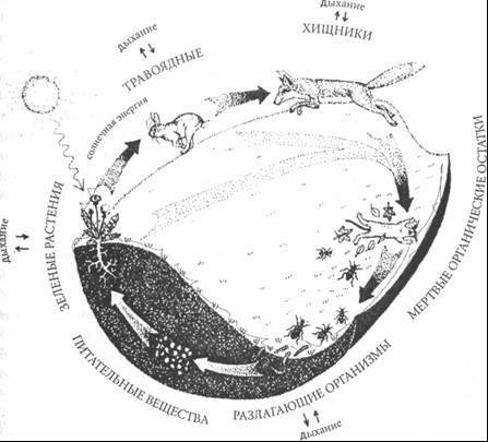 Паутина жизни. Новое научное понимание живых систем - doc2fb_image_0200002E.jpg