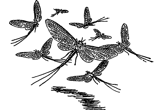 В мире насекомых - i_031.png