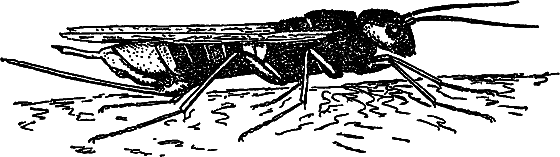 В мире насекомых - i_034.png