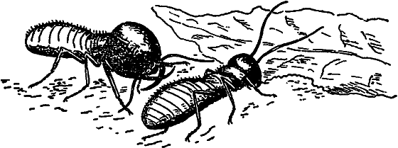 В мире насекомых - i_035.png