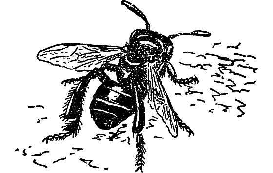 В мире насекомых - i_036.png