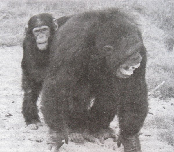 Мудрость Востока и Запада. Психология равновесия - i_005.jpg