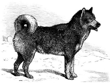 Путешествие по Сибири и Ледовитому морю (с илл.) - i_057.jpg