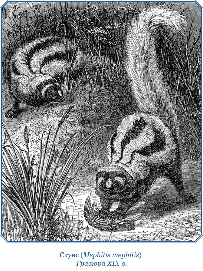 Путешествие вокруг света на корабле «Бигль» (с илл.) - i_029.jpg