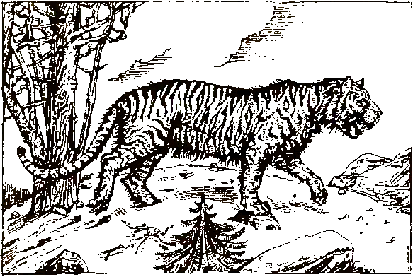 Хозяева джунглей. Рассказы о тиграх и слонах - i_003.png