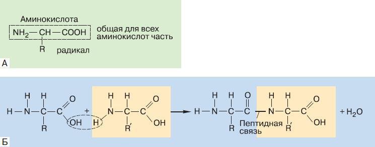 Естествознание. Базовый уровень. 10 класс - i_179.jpg