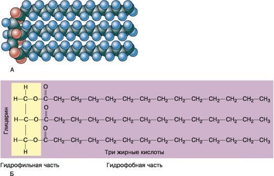 Биология. Общая биология. Базовый уровень. 10 класс - i_018.jpg
