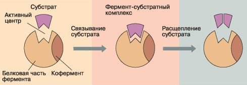 Биология. Общая биология. Базовый уровень. 10 класс - i_028.jpg
