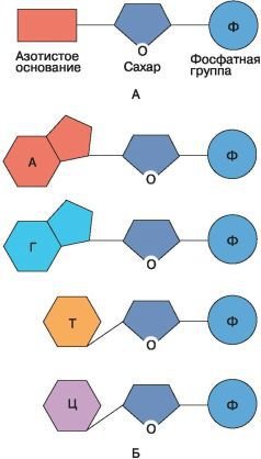 Биология. Общая биология. Базовый уровень. 10 класс - i_029.jpg
