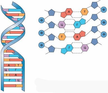 Биология. Общая биология. Базовый уровень. 10 класс - i_030.jpg