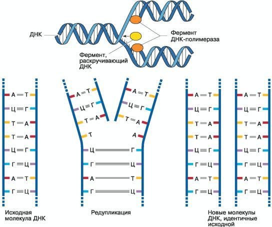 Биология. Общая биология. Базовый уровень. 10 класс - i_031.jpg