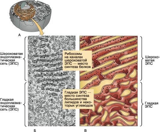 Биология. Общая биология. Базовый уровень. 10 класс - i_036.jpg