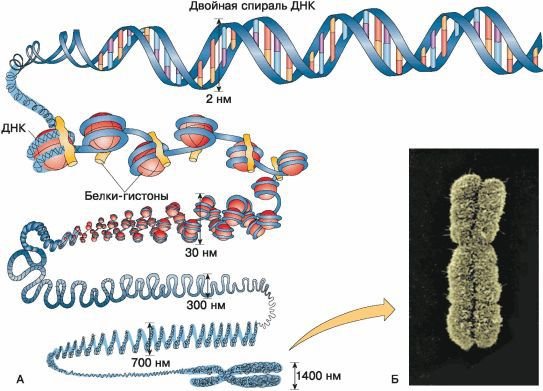 Биология. Общая биология. Базовый уровень. 10 класс - i_042.jpg
