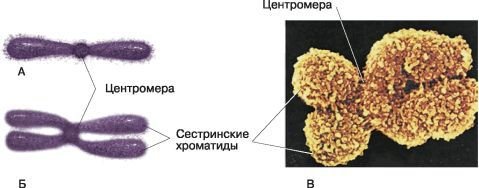 Биология. Общая биология. Базовый уровень. 10 класс - i_043.jpg