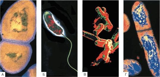 Биология. Общая биология. Базовый уровень. 10 класс - i_045.jpg