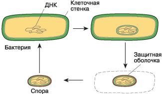Биология. Общая биология. Базовый уровень. 10 класс - i_046.jpg