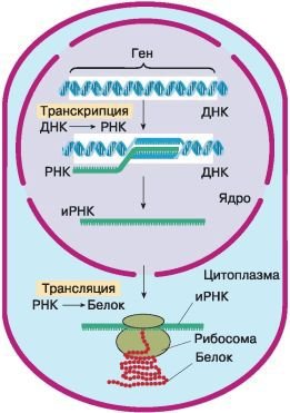 Биология. Общая биология. Базовый уровень. 10 класс - i_050.jpg