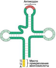 Биология. Общая биология. Базовый уровень. 10 класс - i_051.jpg