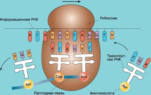 Биология. Общая биология. Базовый уровень. 10 класс - i_052.jpg