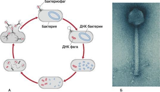 Биология. Общая биология. Базовый уровень. 10 класс - i_054.jpg