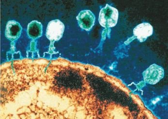 Биология. Общая биология. Базовый уровень. 10 класс - i_055.jpg