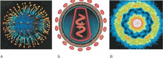 Биология. Общая биология. Базовый уровень. 10 класс - i_056.jpg