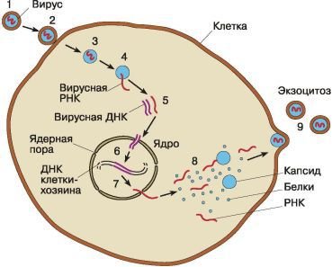 Биология. Общая биология. Базовый уровень. 10 класс - i_057.jpg