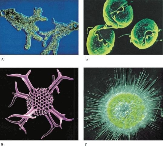 Биология. Общая биология. Базовый уровень. 10 класс - i_059.jpg