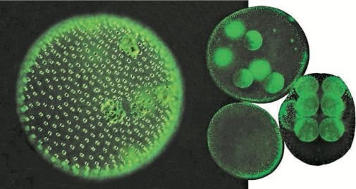 Биология. Общая биология. Базовый уровень. 10 класс - i_060.jpg
