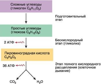 Биология. Общая биология. Базовый уровень. 10 класс - i_062.jpg