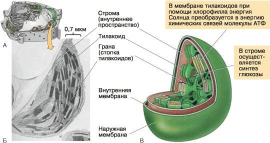 Биология. Общая биология. Базовый уровень. 10 класс - i_063.jpg