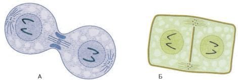 Биология. Общая биология. Базовый уровень. 10 класс - i_068.jpg