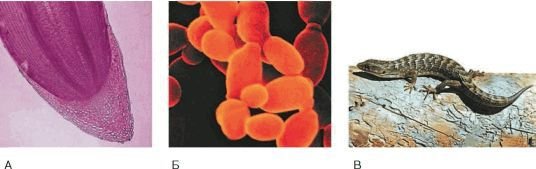 Биология. Общая биология. Базовый уровень. 10 класс - i_069.jpg