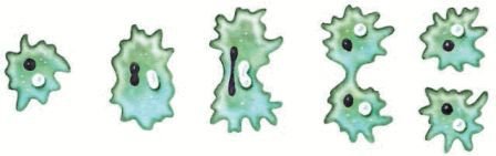 Биология. Общая биология. Базовый уровень. 10 класс - i_070.jpg