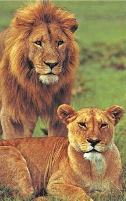 Биология. Общая биология. Базовый уровень. 10 класс - i_072.jpg