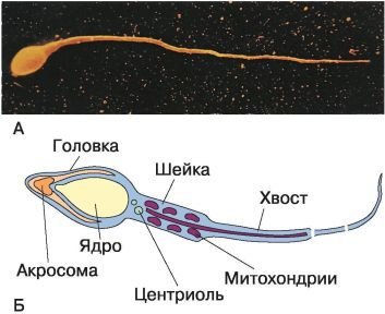 Биология. Общая биология. Базовый уровень. 10 класс - i_073.jpg