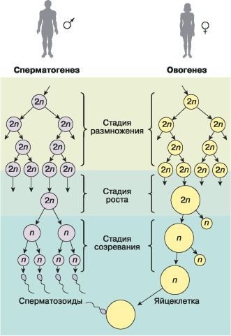 Биология. Общая биология. Базовый уровень. 10 класс - i_074.jpg