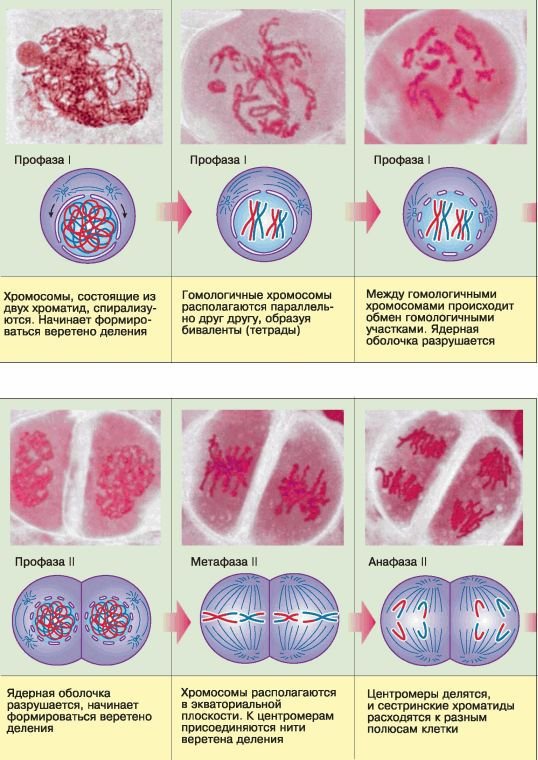 Биология. Общая биология. Базовый уровень. 10 класс - i_075.jpg