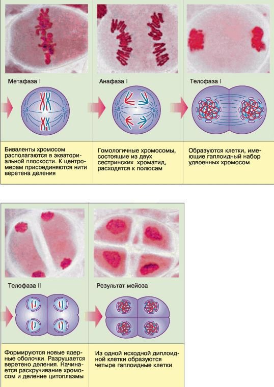 Биология. Общая биология. Базовый уровень. 10 класс - i_076.jpg