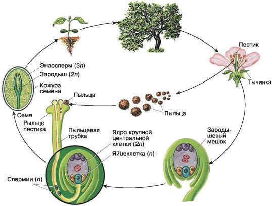 Биология. Общая биология. Базовый уровень. 10 класс - i_078.jpg